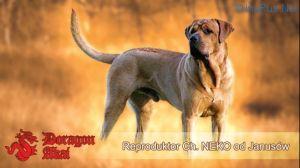 NEKO od Janusów | Tosa 