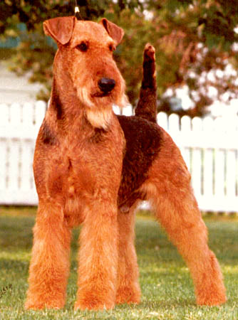 Serendipity's Eagle's Wings | Airedale Terrier 