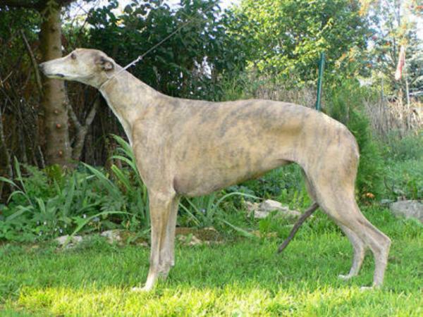 Gaysyde Christmas Magic | Greyhound 