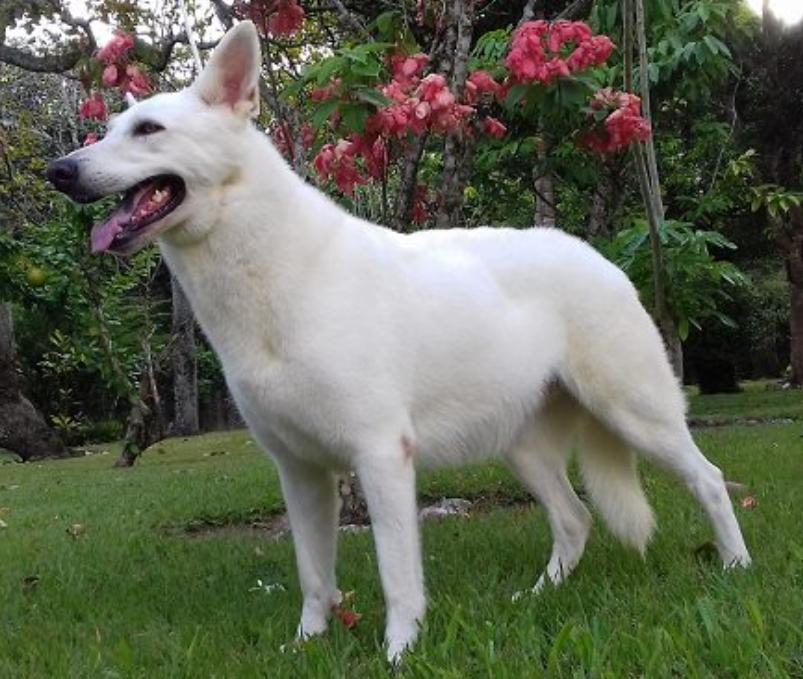 Clear Saville Blanc | White Swiss Shepherd Dog 