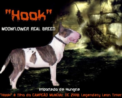 Moonflower Real Breed | Bull Terrier 
