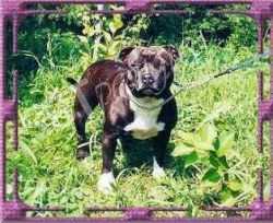 Aldana | Staffordshire Bull Terrier 