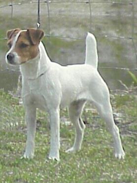 Fox Island Flora | Jack Russell Terrier 