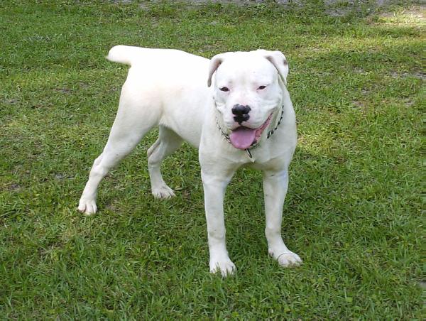 Wilson's Belle Star | American Bulldog 