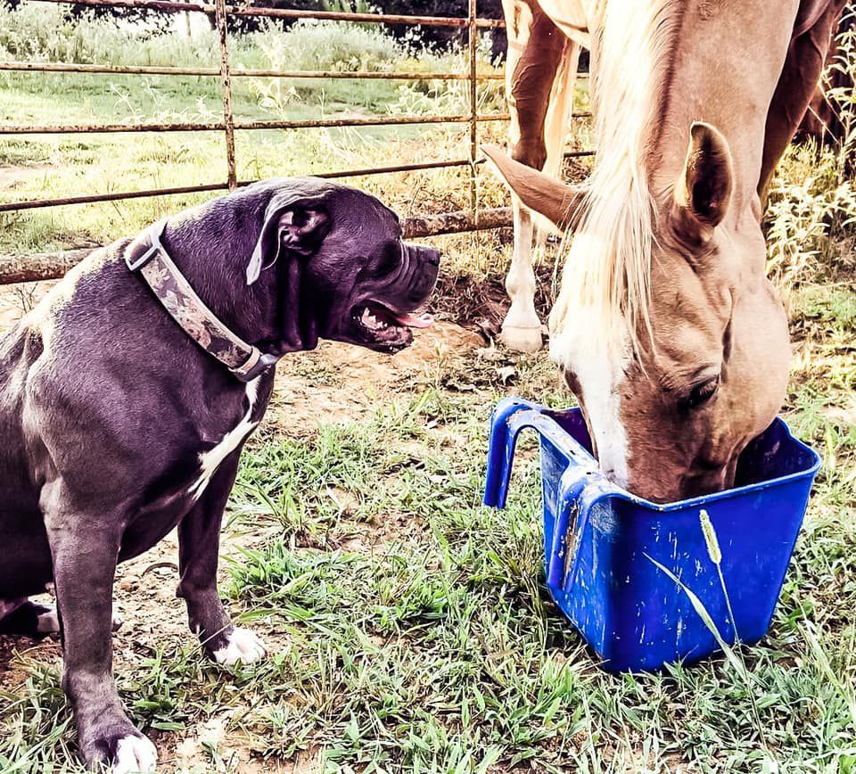 Baby Blue of Manascos | American Bulldog 