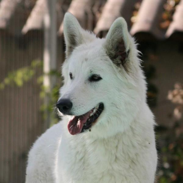 E Light of Letseng von der Nordhelle | White Swiss Shepherd Dog 