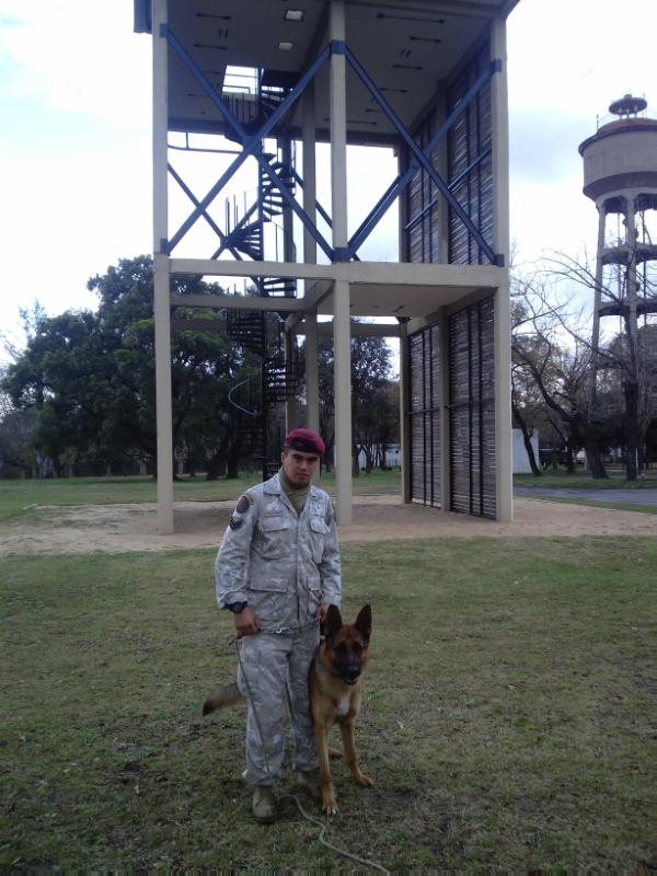 Bako Von Frenzo | German Shepherd Dog 