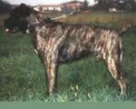 Nestrone dell'Antica Daunia | Cane Corso 