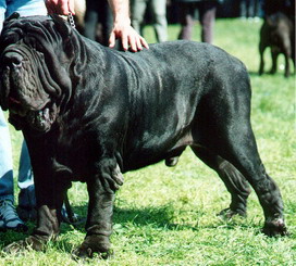 Brigante del Castellaccio | Neapolitan Mastiff 