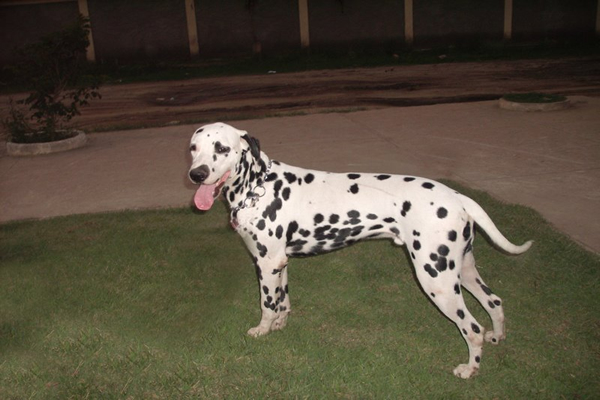 Arthon Allevamento Di Bensdorp | Dalmatian 