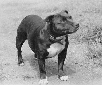 Linksbury Derry | Staffordshire Bull Terrier 