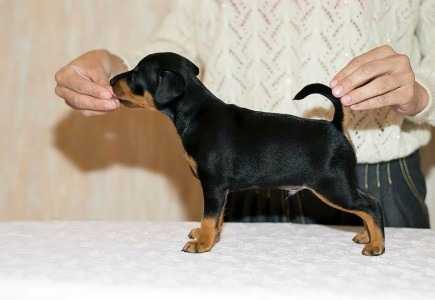 Imperiya Osmana Oberon | Miniature Pinscher 