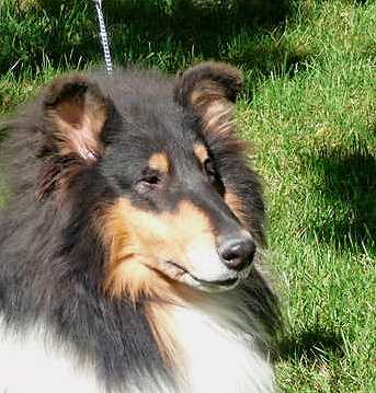 Sollis Dream Girl | Rough Collie 