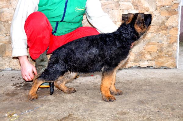 Ures vom Haus Emy | German Shepherd Dog 