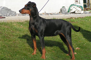 AISHA-ASKIA vom Zemp | German Pinscher 