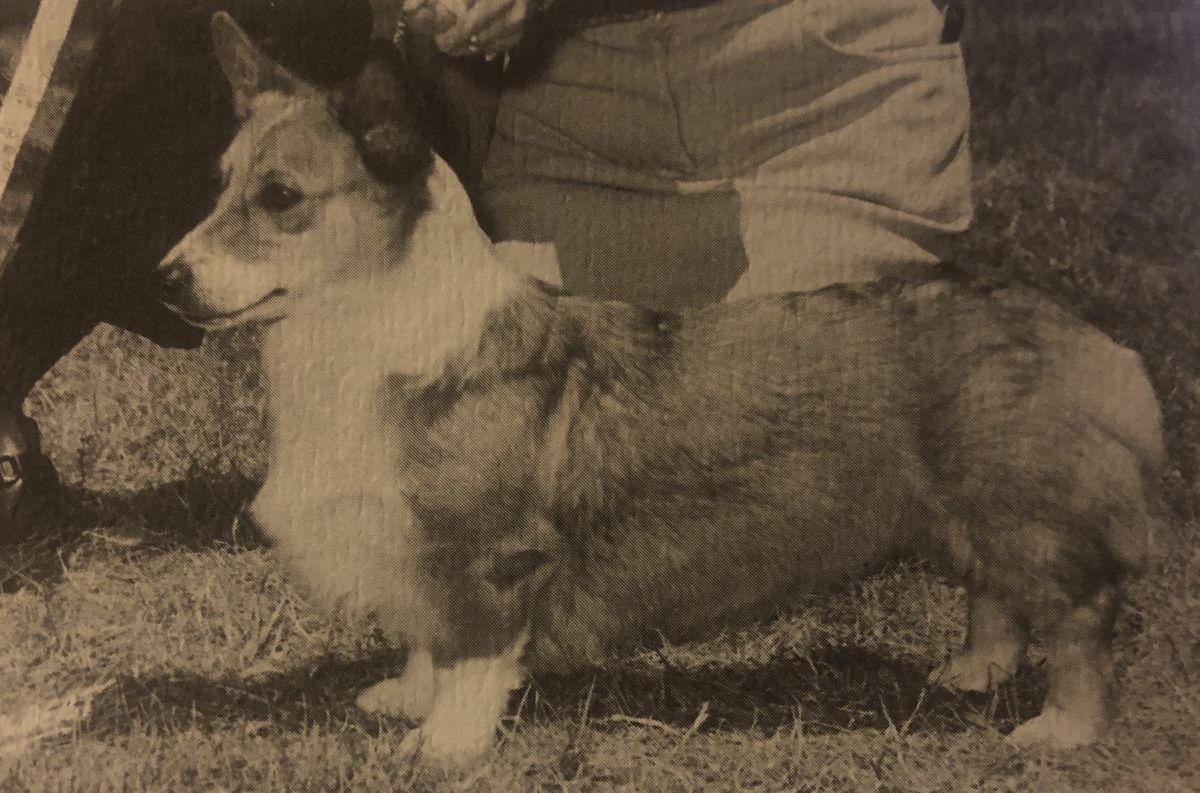 Snowdonia's Brandy Alexander | Pembroke Welsh Corgi 