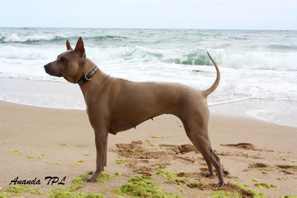 Ananda tenderness petal of lotus | Thai Ridgeback 