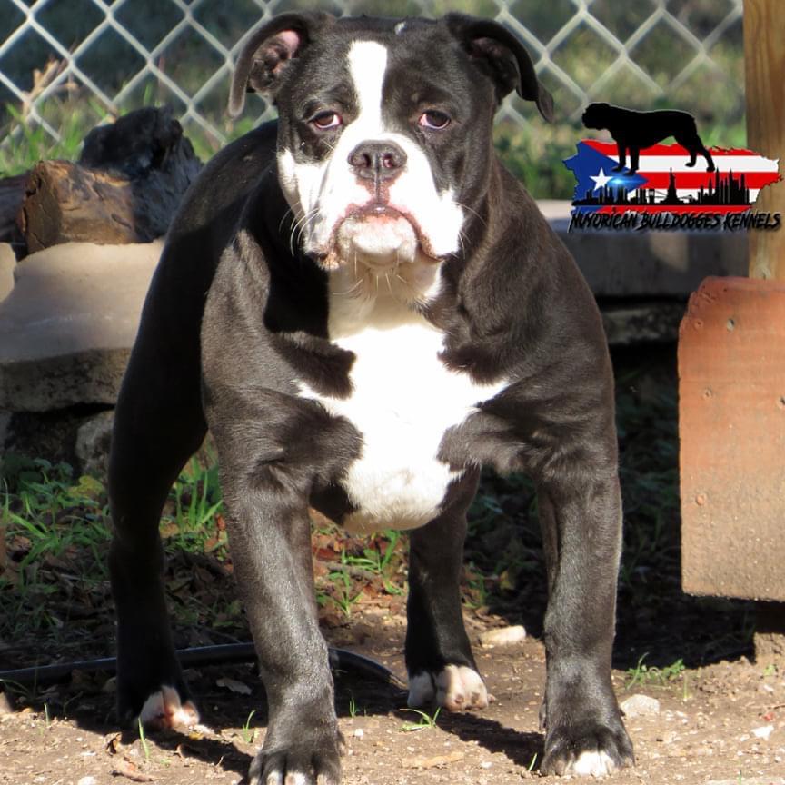 Nuyorican Bulldogges King Kong | Olde English Bulldogge 