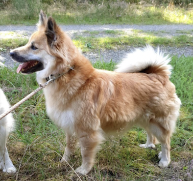 Isdalur's Gaska | Icelandic Sheepdog 