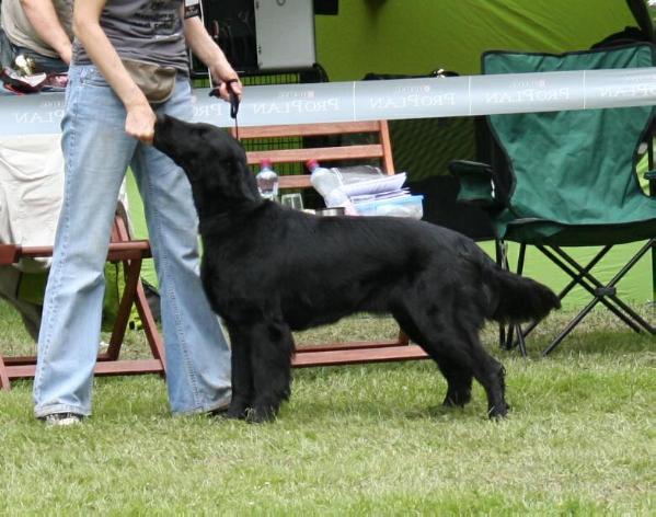 Annie Anitero | Flat-Coated Retriever 