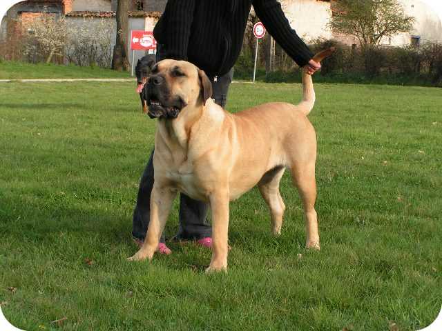 Cayenne De la crique du Flojule | Perro de Presa Canario 