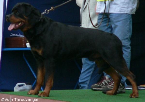 Erik vom Heidebären | Rottweiler 