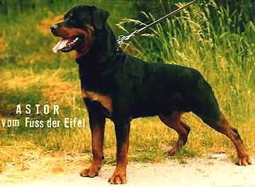 Astor vom Fusse der Eifel | Rottweiler 