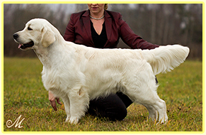 Golden Tunes Rocket Man | Golden Retriever 
