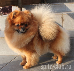 Dan-Star-Kom New Mirracle | Pomeranian 