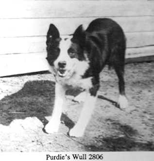 Purdie's Wull 2806 | Border Collie 