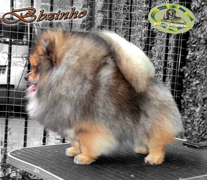 Bbzinho Molina's Home Brasil | Pomeranian 