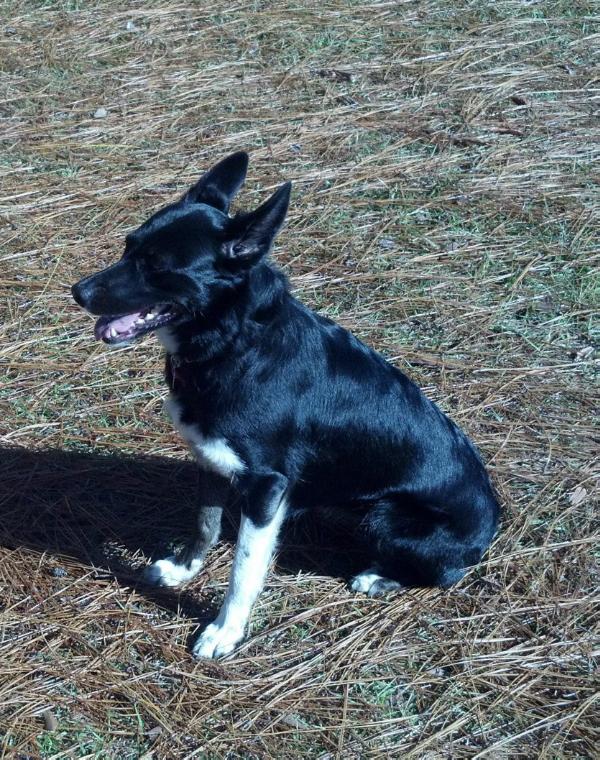 Weekley's Wren | Border Collie 