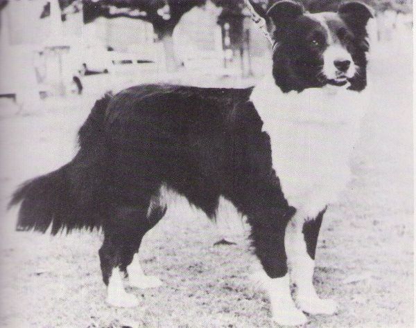 Minimbah Mundai | Border Collie 