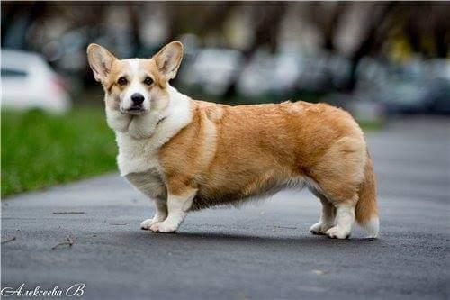 Style Life Okinava | Pembroke Welsh Corgi 