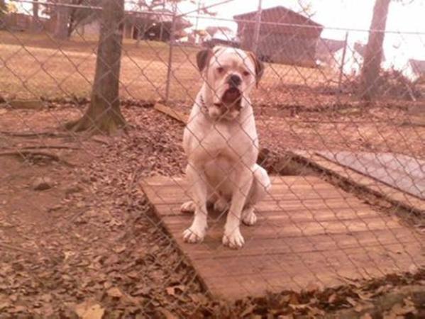 Neal's John D the Bruiser II Decatur | American Bulldog 