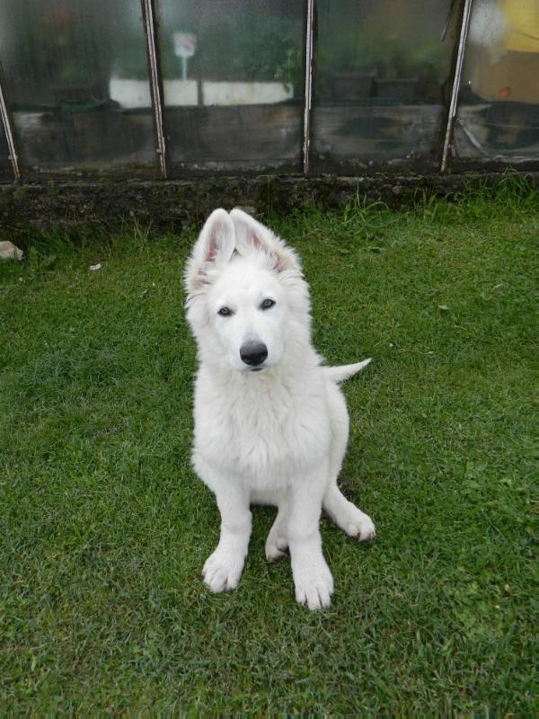 Flipper od Kunovského lesa | White Swiss Shepherd Dog 