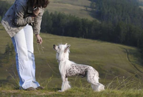 Snow Fairy Daimond Siti | Chinese Crested 