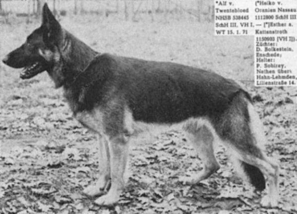 Alf vom Twentebloed (1971) | German Shepherd Dog 