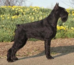 Gloris Fatum | Giant Schnauzer 