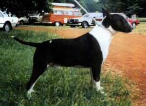 Shirvin Young Blood | Bull Terrier 