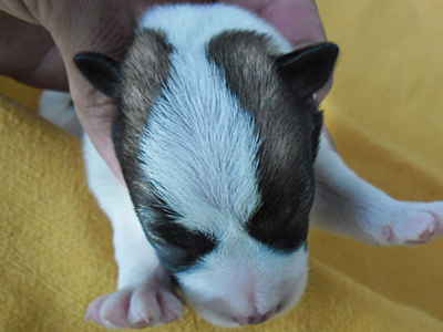 Cobalto Australian Dingo | Jack Russell Terrier 