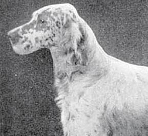 Baildon Barra | English Setter 