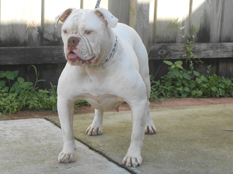 IronHouse's Betty Boop | American Bulldog 