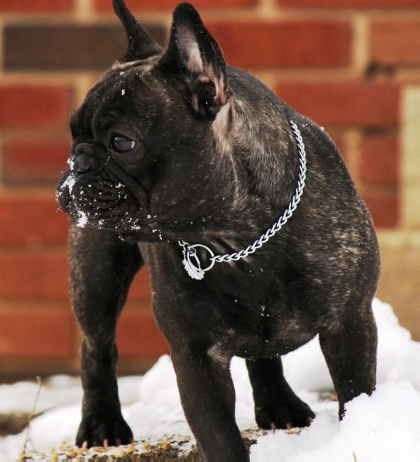 Happy Life Of Little Pearls Gloria | French Bulldog 