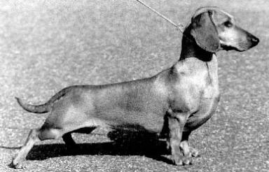 Tips Tintonova | Dachshund 