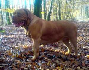 Esmeralda Leone Alato | Dogue de Bordeaux 