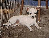 D'am-L'ac L-Fros McKinley | Chihuahua 