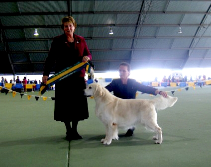 Chaleur Quizmaster | Golden Retriever 