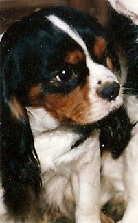 Daphne Des marliviers | Cavalier King Charles Spaniel 