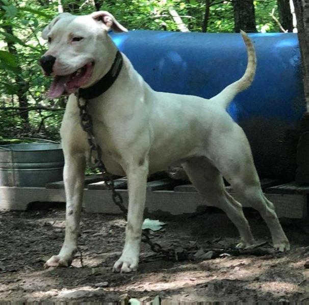 Jam Up Bulldog's Lynx | American Bulldog 